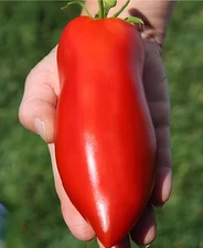 🍅 100 HEIRLOOM SUPER ITALIAN PASTE TOMATO SEEDS – LARGE 6–10 OZ FRUIT – HIGH YI