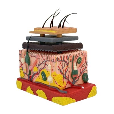 Human Skin Model Easy to Use Human Skin Structure Anatomical Model for Classroom