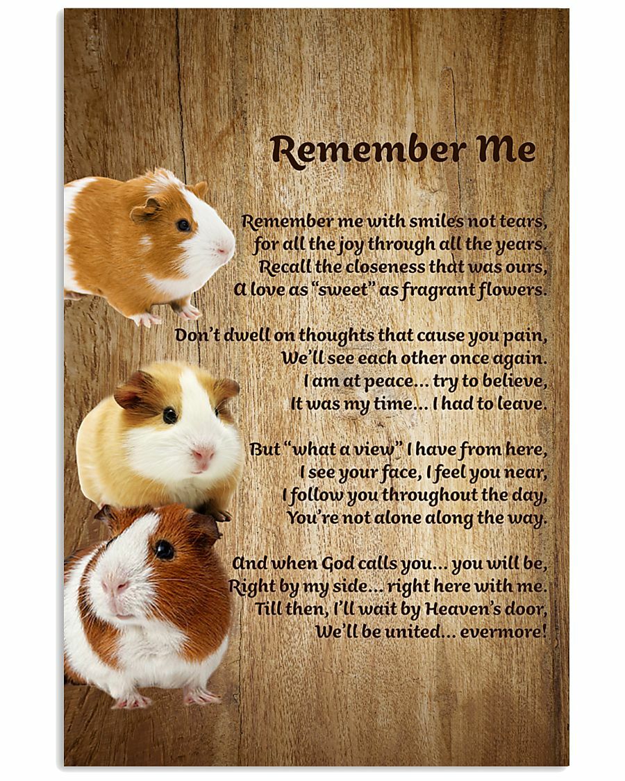 Introducing stores New Guinea Pig After