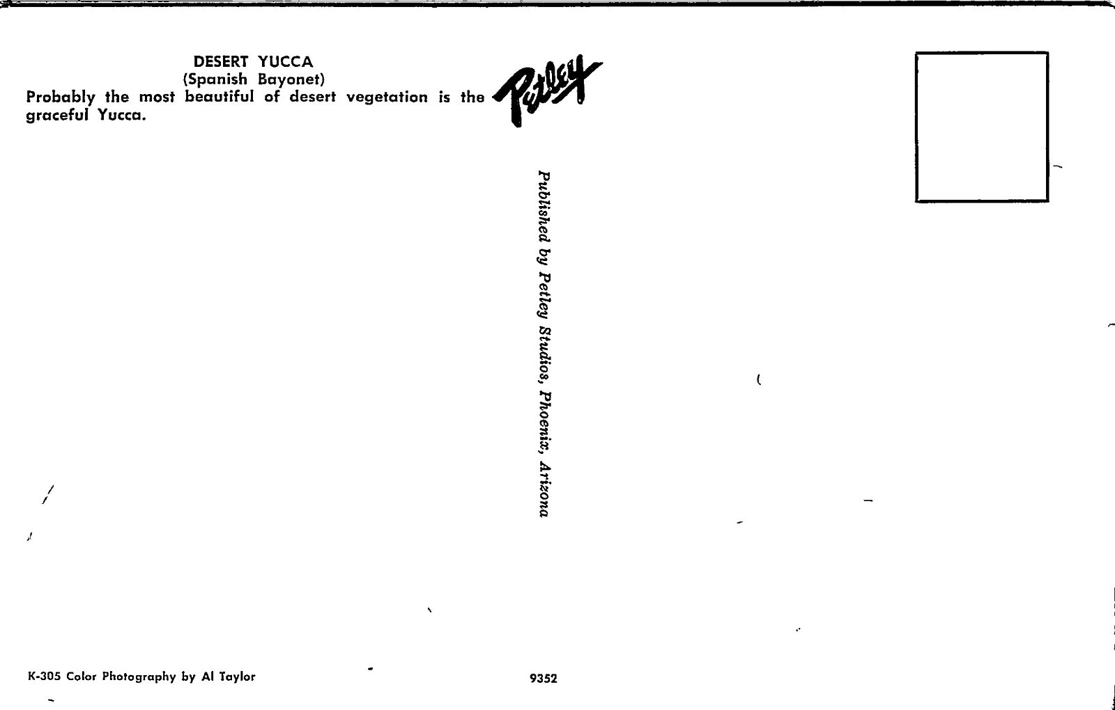 Desert Yucca Spanish Postcard PC132 eBay