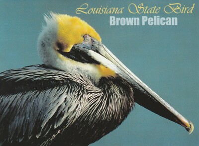 ''The Louisiana State Bird'' ..''The Brown Pelican'' -Louisiana-  (Postcard) {*TW-3}