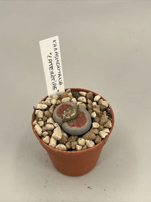 SASSI VIVENTI Pianta Sasso Karasmontana Lateritiae Con Numero Di Campo Vaso 5,5 Lithops