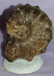 Ammonit groß prächtiges Fossil 15 cm knapp 2 Kg Erdgeschichte Hybonoticeras?