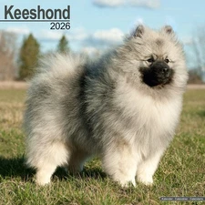 Keeshond Calendar 2026 | 12x24" 16 Months | Dog Breed Gift Wall | Avonside