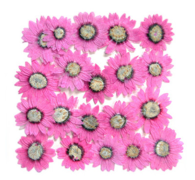 gepresste Blumen, rosa Rhodanthe 20 Stck., Kunst Handwerk Kartenherstellung, Scrapbooking