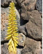 Piante Di Aloe Vera Mix 3 Varietà Aloe Vera (Arborescens, Barbadensis, Ciliaris)