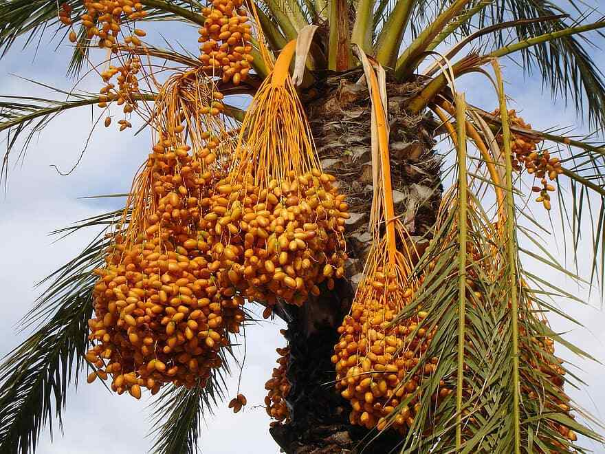 Phoenix Fruit 