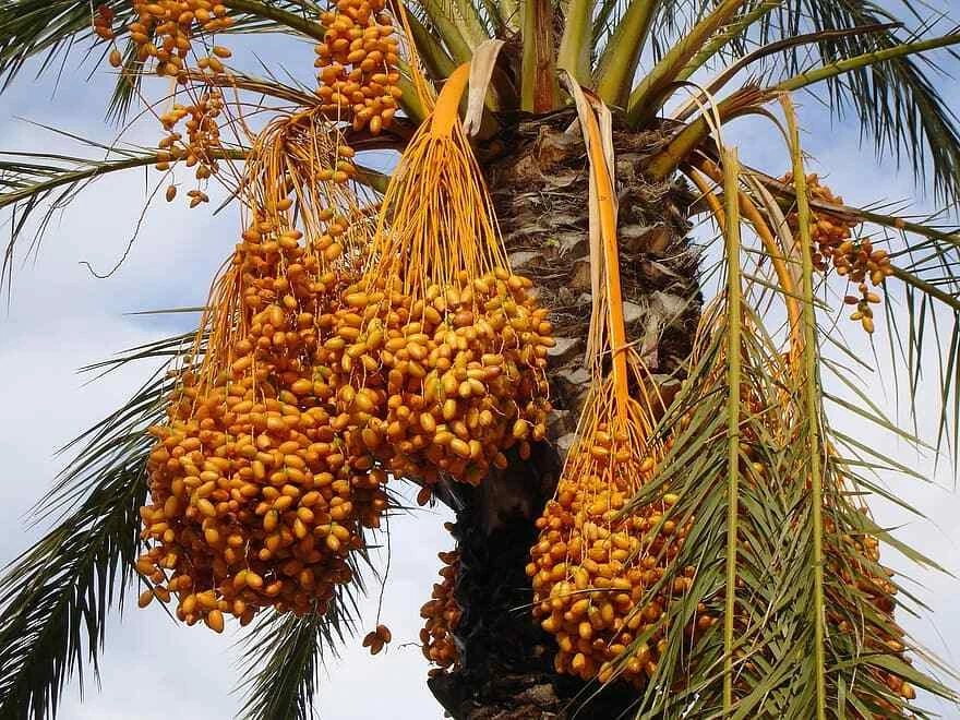 Dates Fruit In Spanish Dates fruit in spanish