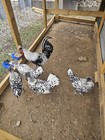 12 Pure Appenzeller Spitzhauben Hatching Eggs. — photo 4
