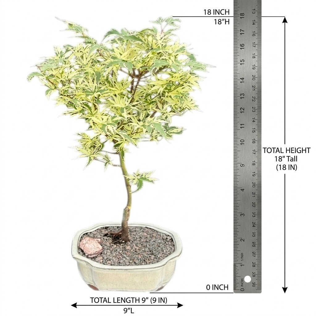 Large Variegated Butterfly Japanese Maple Bonsai Tree 18