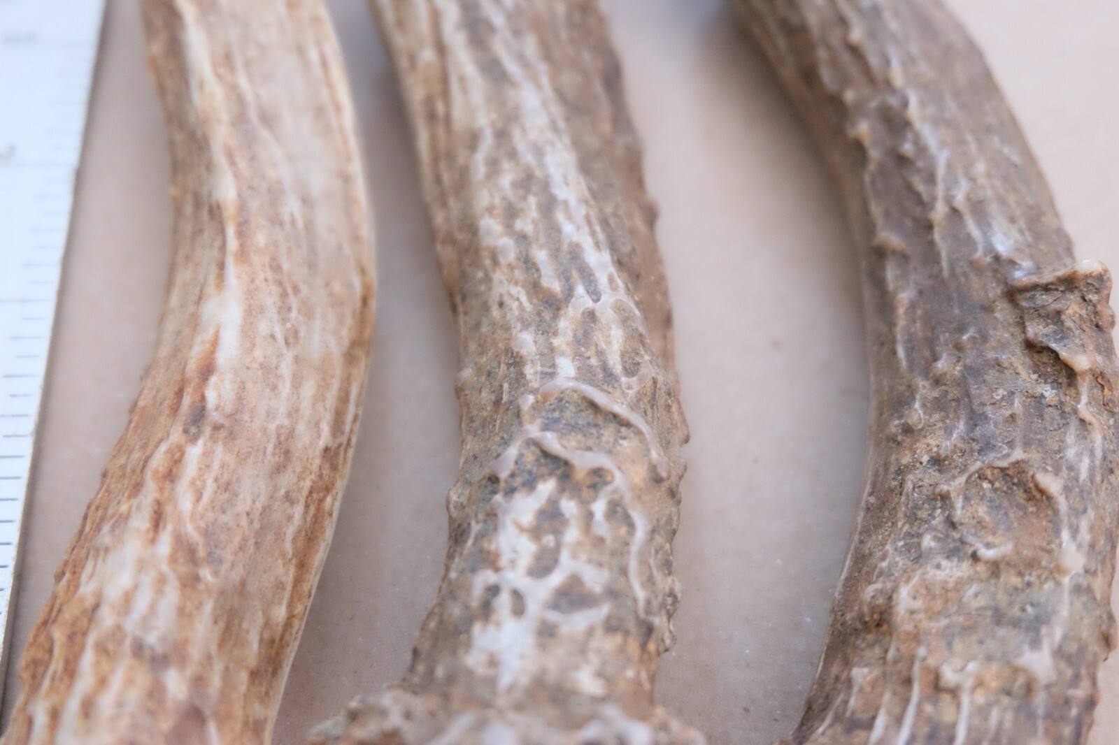 Deer Antler Base knife handle Blanks eBay