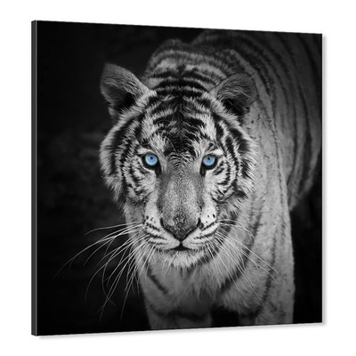SEVEN WALL ARTS Tiger Canvas Wall Art Black and White Wildlife Pictures Blue ...