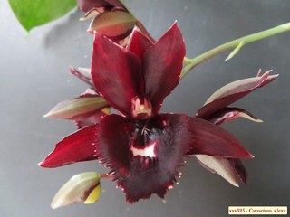 Catasetum Alexa (Ctsm. Sangría de Bela Vista x Ctsm. denticulatum)