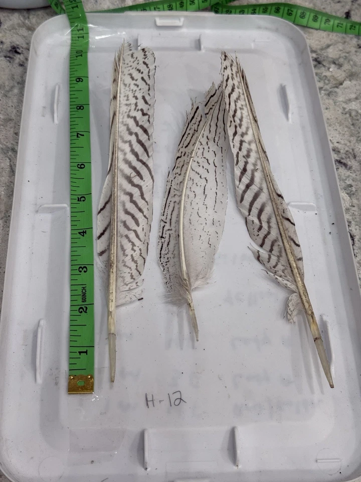 3 piezas de plumas naturales de faisán plateado 8-9 pulgadas (artesanía/arte/novia/halloween) Foto 3 de 3