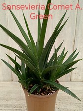 Pianta rara Sansevieria Comet A. Green