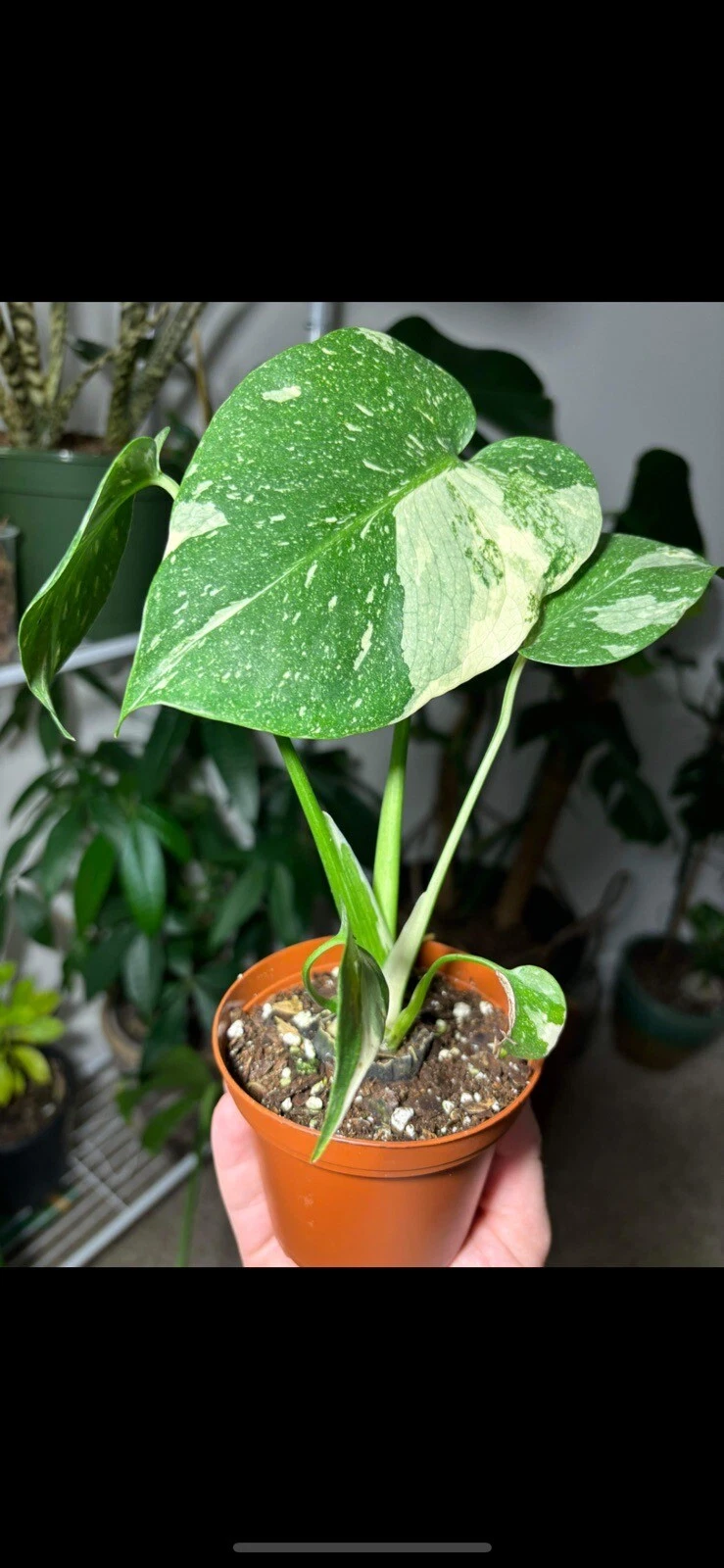 Thai Constellation Plant High Variagate In Pot Médium Size