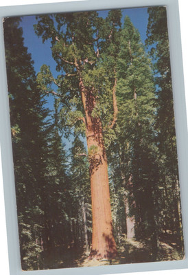 General Sherman Tree Giant Forest Sequoia National Park CA Vintage Postcard K3
