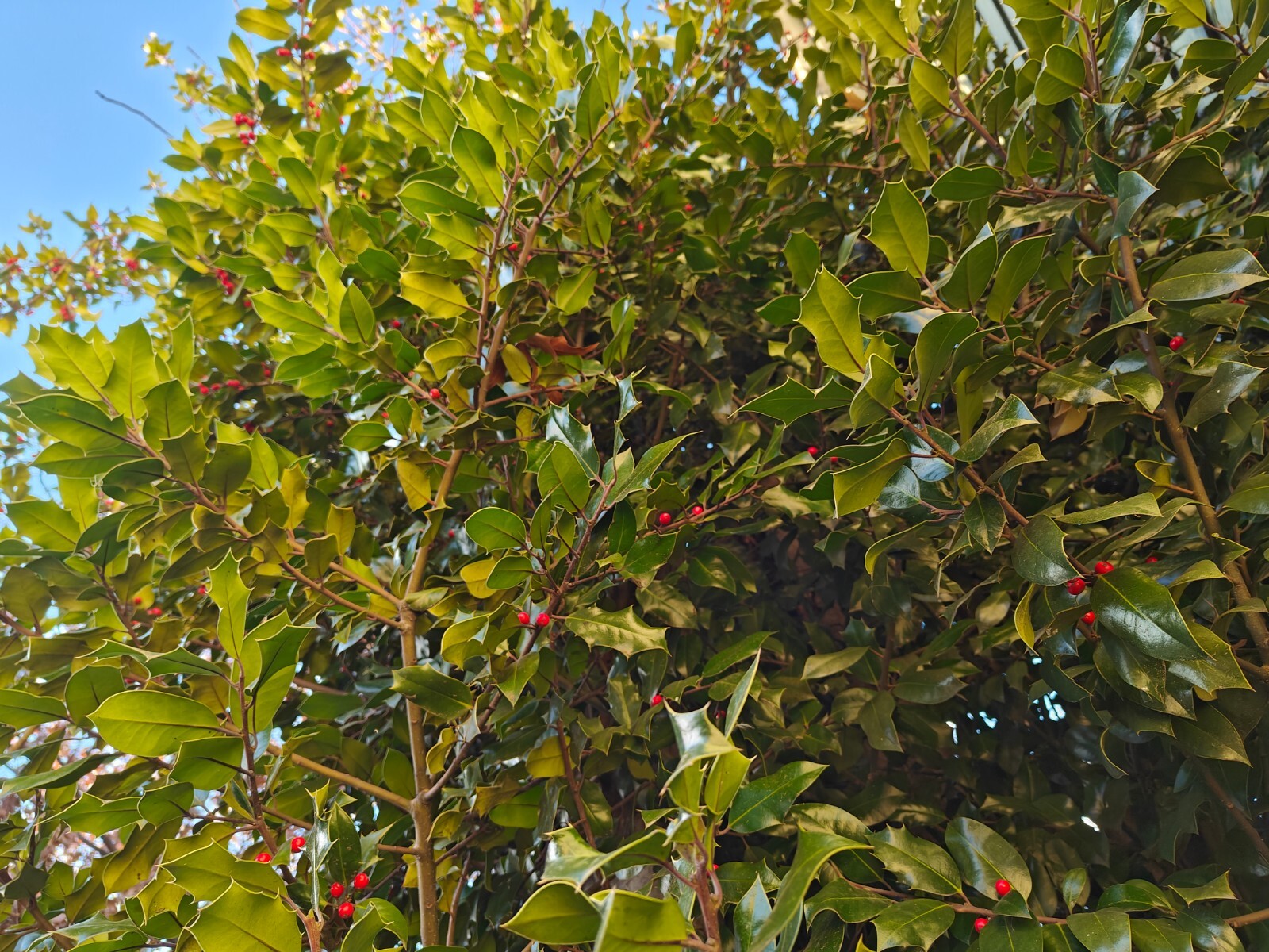 6 Live Cut Holly Branches 6