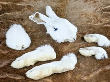 Bunny Rabbit Head feet tail 6 pc set Taxidermy oddities curiosities craft doll