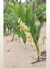 Polygonatum odoratum 100 SEEDS!!