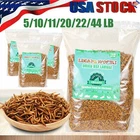 Premium Dried Black Soldier Fly Larvae Mealworms for Chickens Fish Turtles Lot