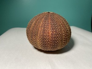 Vintage Sea Urchin Rattle Pomader with Beads Ben Rickert, Decor