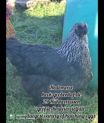 12 Bruteier Hedemora Huhn Hühner Versand im Spezialkarton hatching eggs