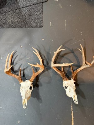 ''Brothers from another Mother'' TWO Whitetail Deer European Skull Mount