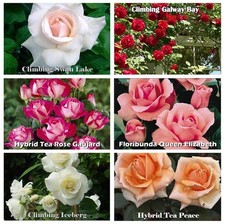 1 FRAGRANT CLIMBING BUSH ROSE BARE ROOT PLANT SHRUB RED