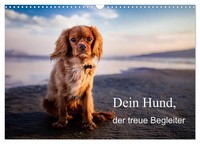 Dein Hund Der Treue Begleiter (Wandkalender 2026 DIN A3 Quer), Calvendo...