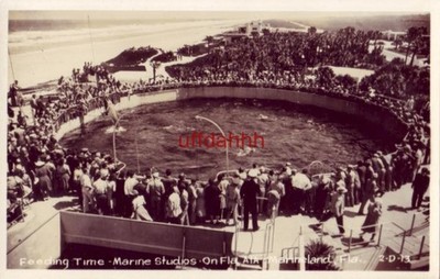 RPPC FEEDING TIME MARINE STUDIOS, MARINELAND, FL 2-D-13