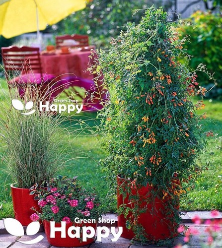 CLIMBING FLOWERS - Vines - Thunbergia Morning Glory Sweet Pea - Flower seeds - Picture 25 of 121