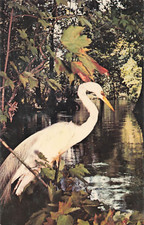Postcard A myriad of wildlife in Florida waterways, Silver Springs VTG CC6.