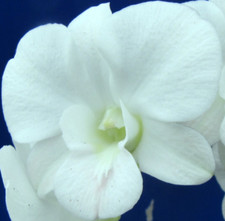 Dendrobium Full Moon 'White' 4" Pot