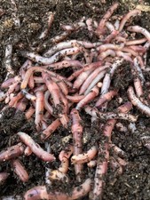 Bait worm European nightcrawler 200