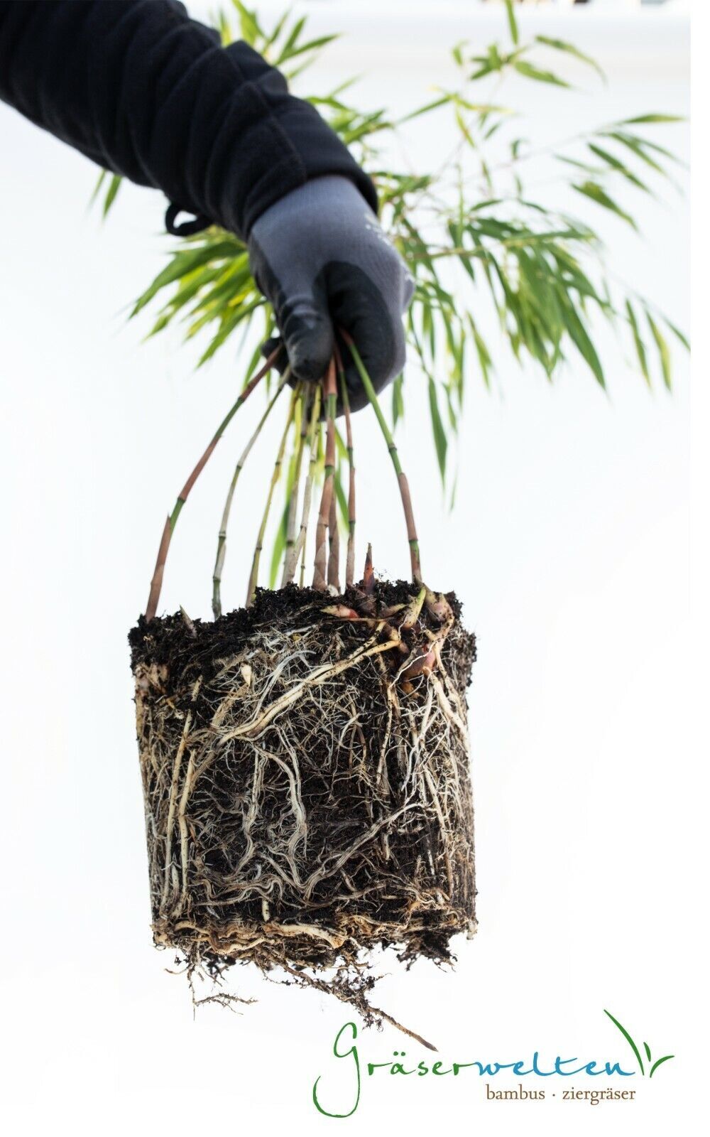 Fargesia rufa, winterharter Bambus, ideal für Hecken und Kübel, keine