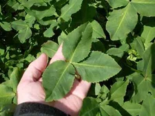 Fixation Balansa Clover