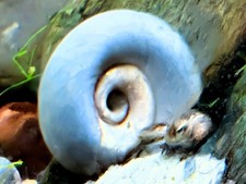 Live Blue Ramshorn Snails - Tank Bred in Ohio - Multiple Quantities