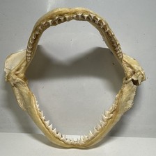 Genuine Sand Tiger Shark Jaw 10" Wide Natural Marine Specimen Display Teeth