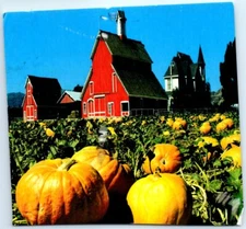 Postcard - Pumpkin Farm in California