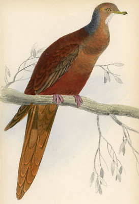 1835 Pheasant-Tailed Pigeon Hand-Colored Engraving Jardine Lizars - Pigeons