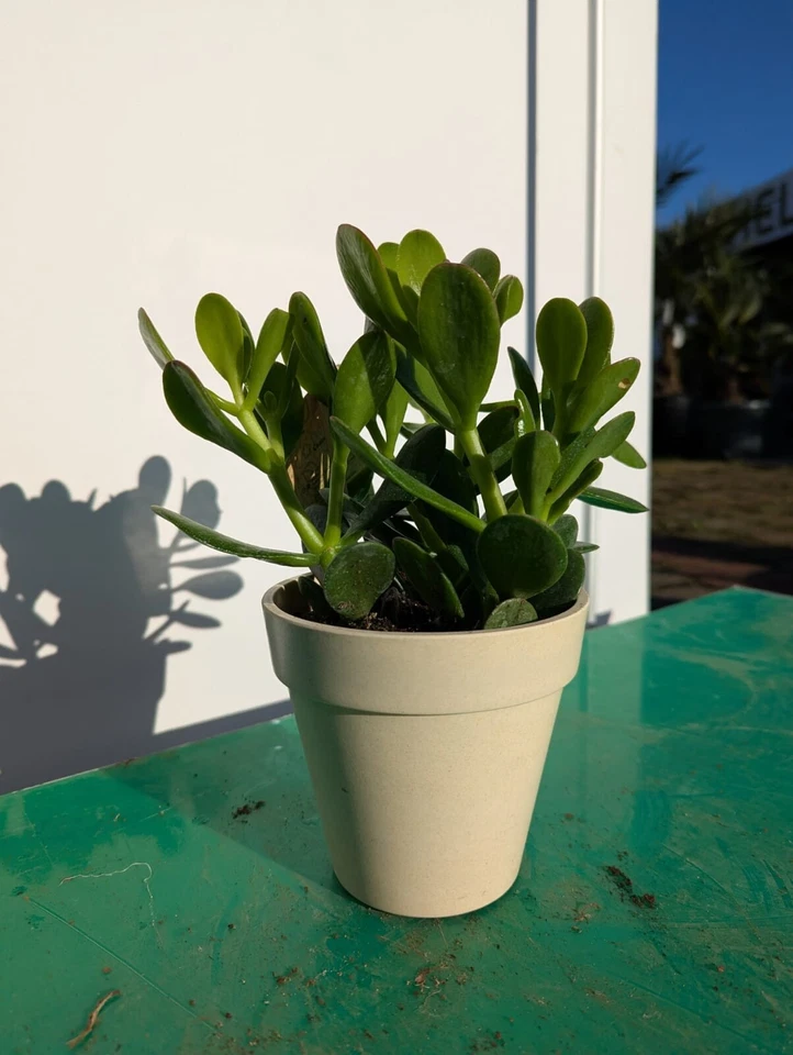 Crassula portulacea 20–40cm Jadebaum Glücksbaum Geldbaum Dickblatt Sukkulente - Bild 3 von 4