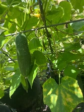 Poinsett 76 Cucumber slicing  seeds Organic Non GMO Heirloom 25 + seeds