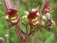 Scrophularia auriculata (Water Figwort) - Pond Plants