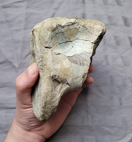 Rare Allosaurus Fossil Jurassic Dinosaur Vertebra Bone From Colorado - Bild 4 von 6