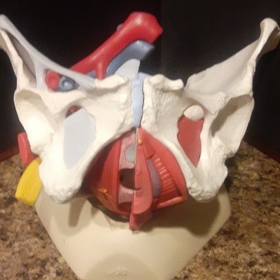vintage Human female Pelvis Anatomical Model 