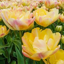 4 - CREME UPSTAR DOUBLE PEONY TULIP Flower Bulbs - FRAGRANT & UNIQUE BLOOMS