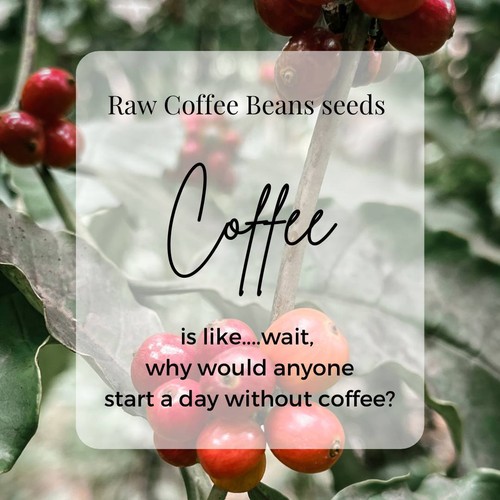 DRY Coffee Seeds HAWAIIAN KONA Arabica Coffee Tree RARE Arabian Mountain Ceylon - Picture 5 of 9