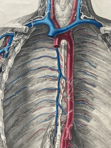 Anatomical Human Anatomy Drawing 19th Century The Trunk Vascular System by Quain - Picture 3 of 3