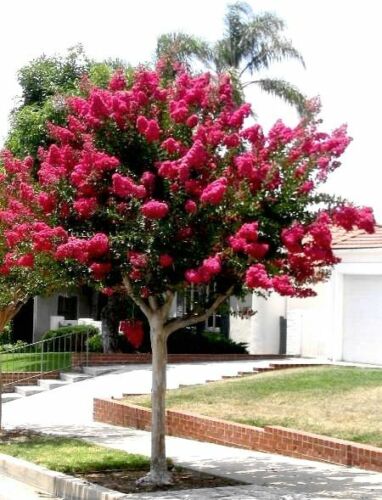 LAGERSTROEMIA INDICA (25 SEMI) MIRTO CRAPE